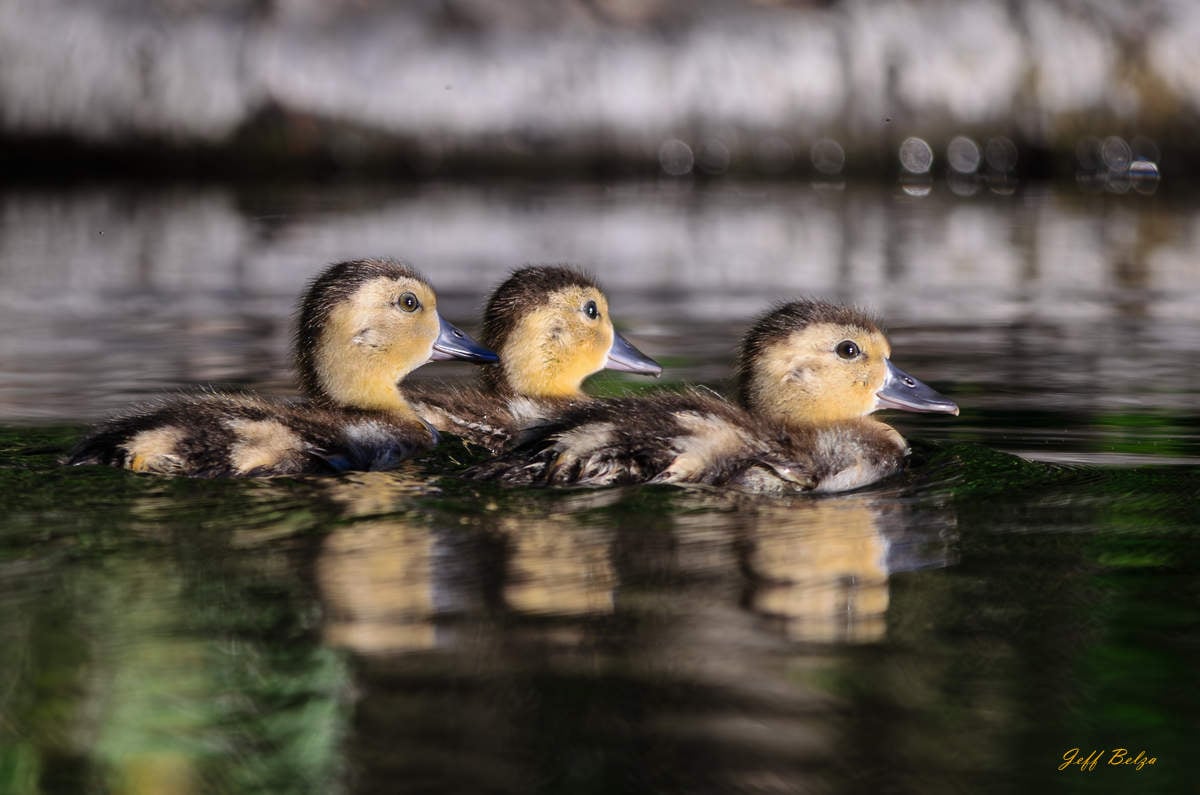 Ducklings