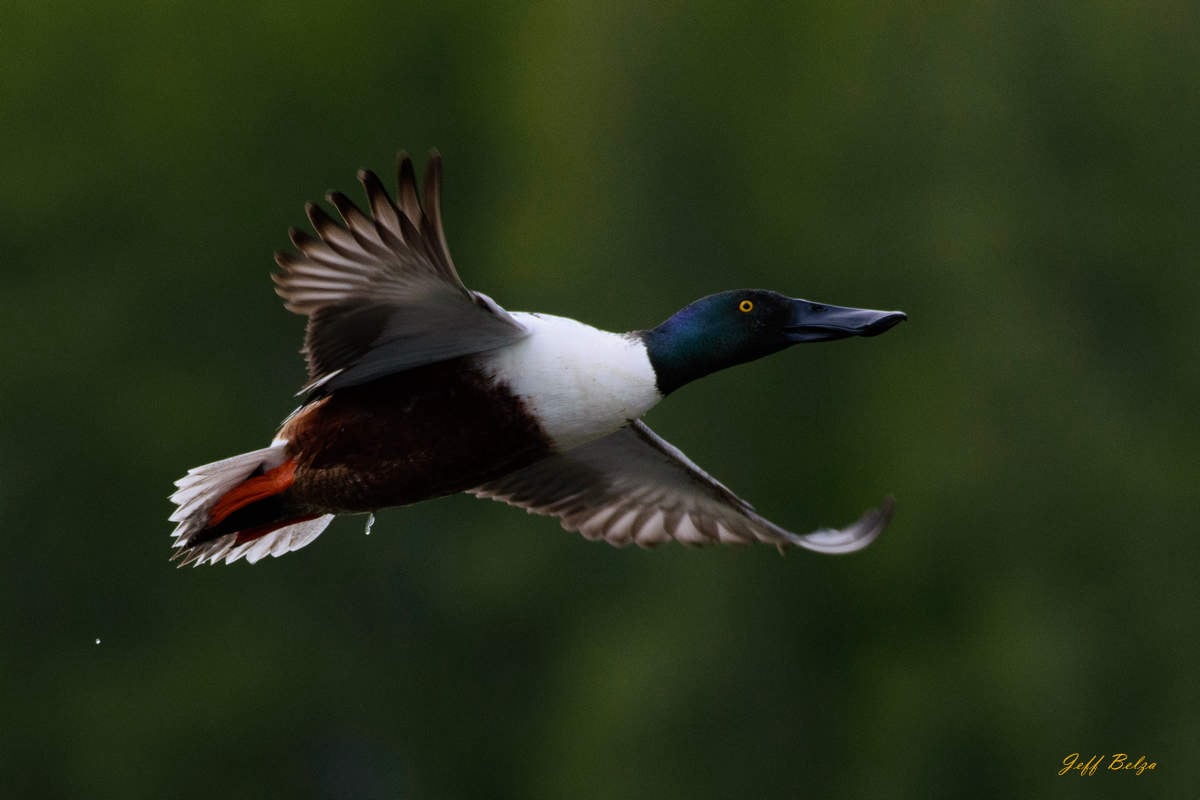 Northern Shoveler